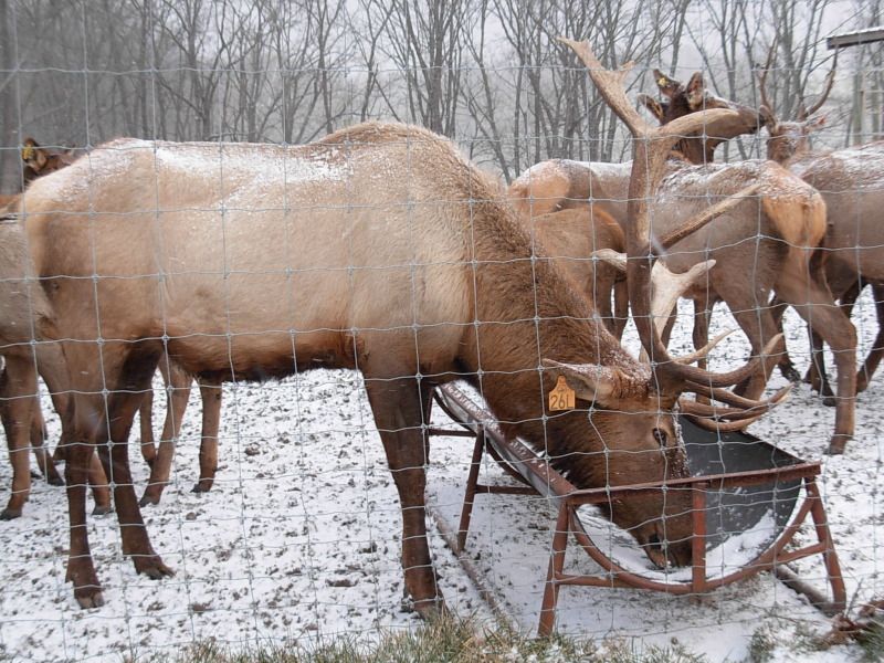 My Visit to Provo's Elk Farm Indiana Sportsman Forum